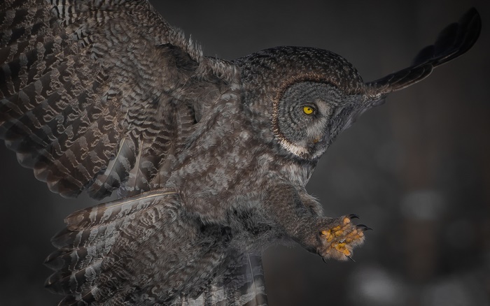 Great Grey Owl in flight