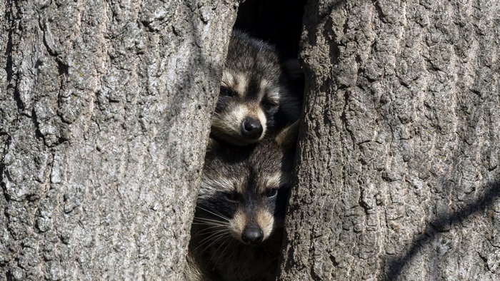 Two Raccoons Peeking from Tree Hollow 4K