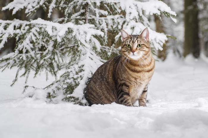 Tabby cat sitting in snow next to a snowy fir tree