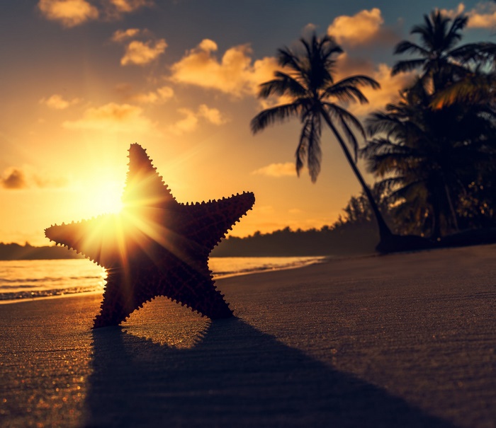 Starfish on a tropical beach at sunset