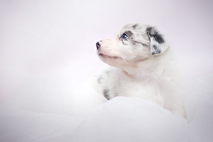 Blue-eyed Border Collie puppy on white background