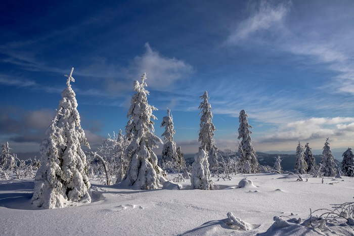 Winter trees covered in snow under a blue sky