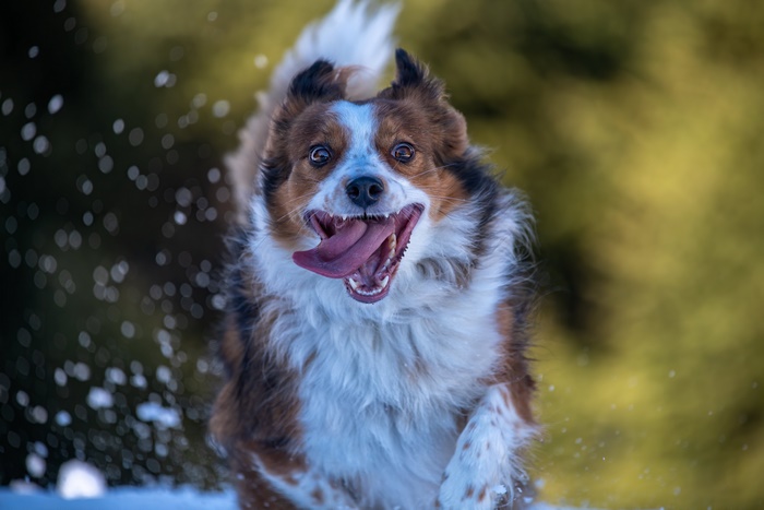 Dog running in snow with tongue out
