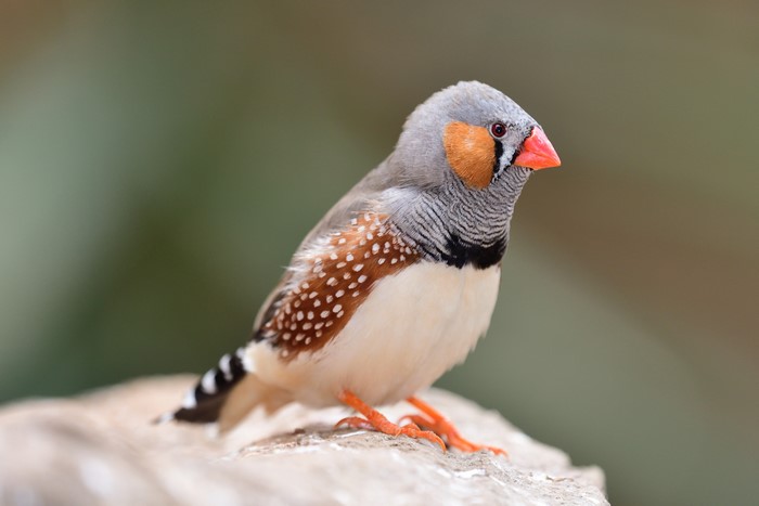 Zebra Finch perched on a rock