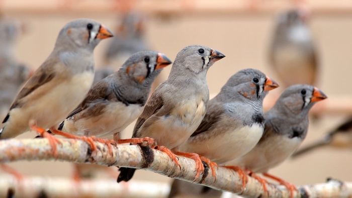 Group of Zebra Finches on a Branch