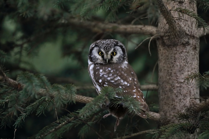 Boreal Owl perched on a pine tree branch