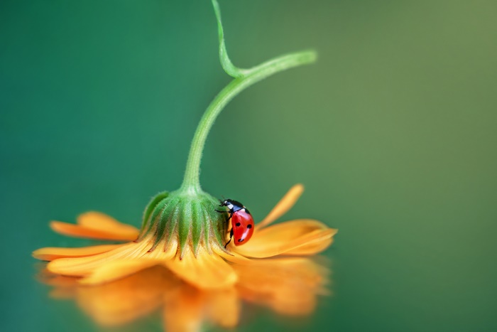 Ladybug on an orange flower
