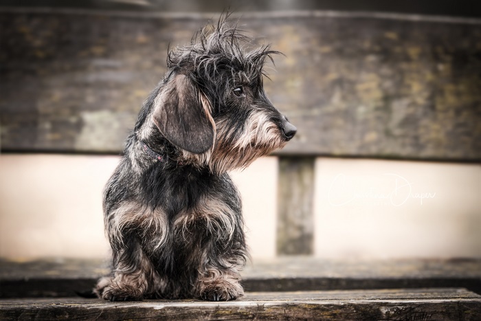 Wirehaired Dachshund sitting on a wooden bench