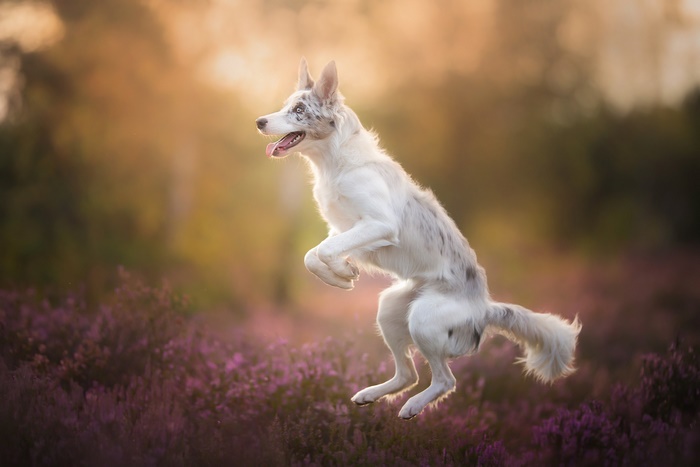 A Border Collie dog jumps in a field of purple flowers