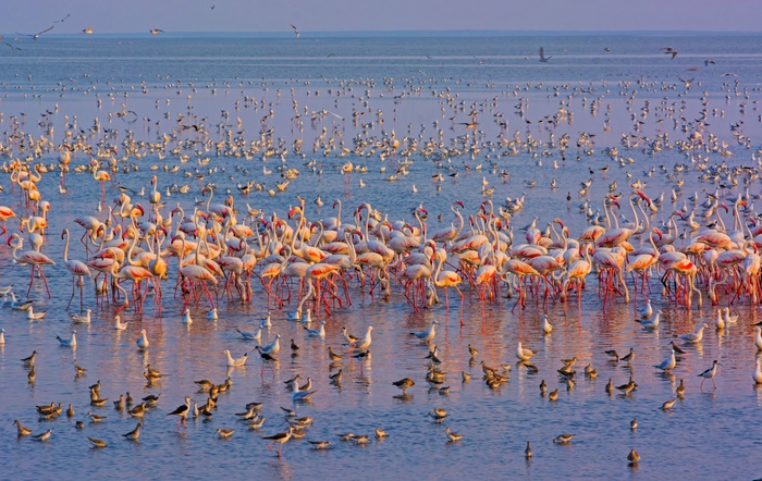 A large flock of flamingos and other birds in shallow water