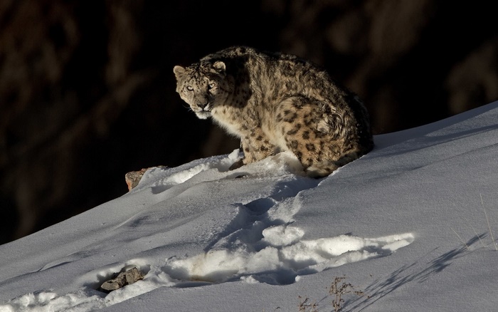 Snow leopard sitting on a snowy slope