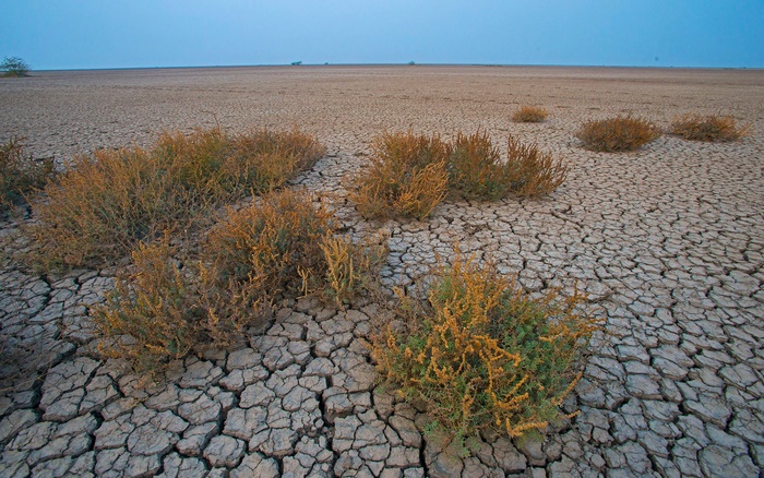 Mud flats with shrubs in India