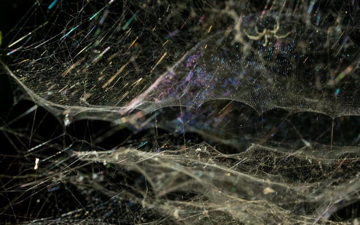 Macro shot of a tent web with iridescent highlights