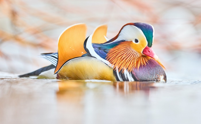 Mandarin Duck 4K