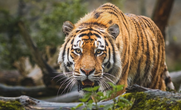 Tiger 4K Wildlife Big Cat Predator