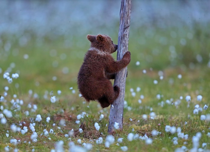 Baby bear climbing a dead tree in a field