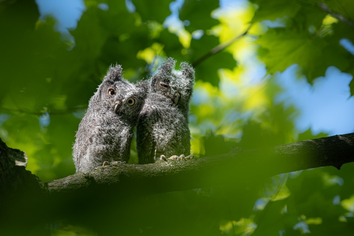 Two baby owls perched on a tree branch