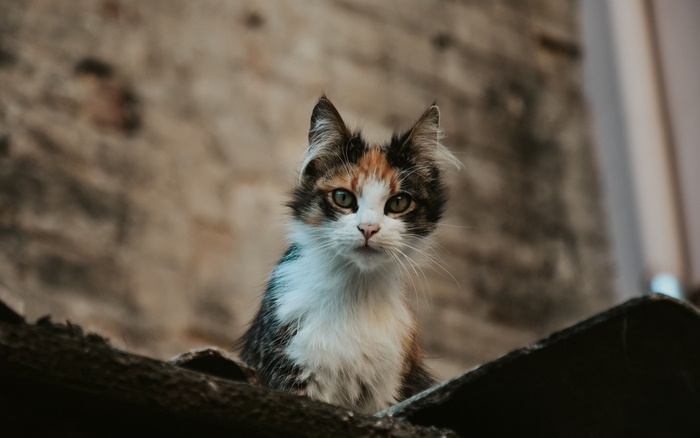 Calico Cat on a Rooftop