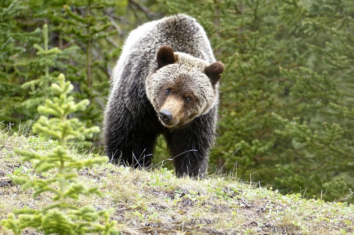 Grizzly Bear in a Forest