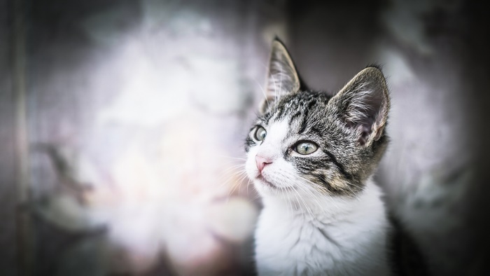 Close-up of a tabby kitten looking to the left