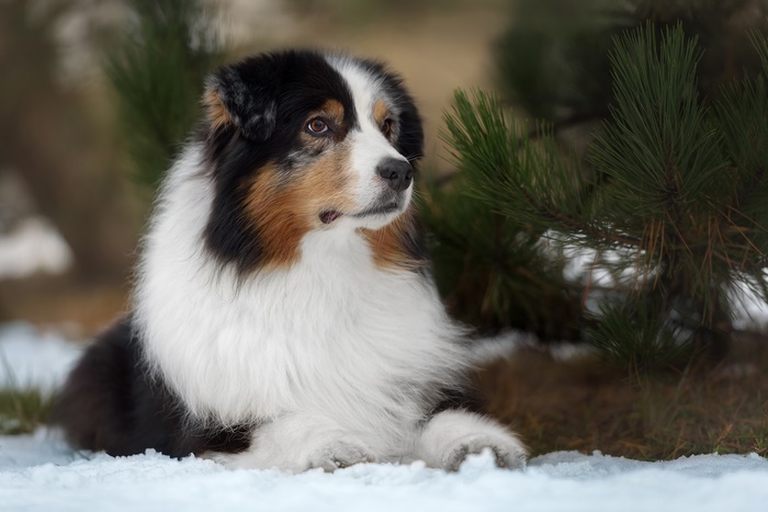 Tricolor Australian Shepherd dog lying in snow