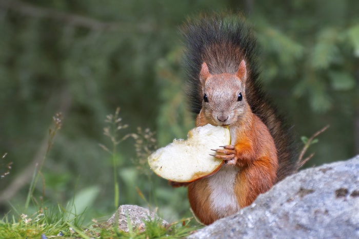 Red Squirrel Eating an Apple Slice on a Rock