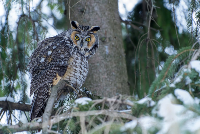 Long-Eared Owl Perched in Winter Forest