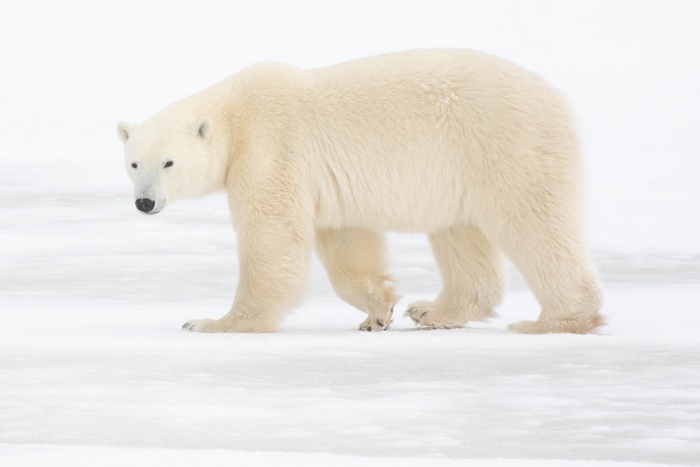 Polar Bear Walking on Ice