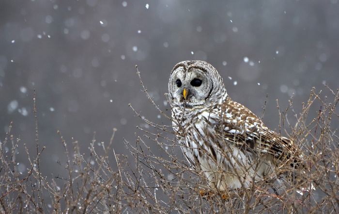 Barred owl perched on branches in snowfall