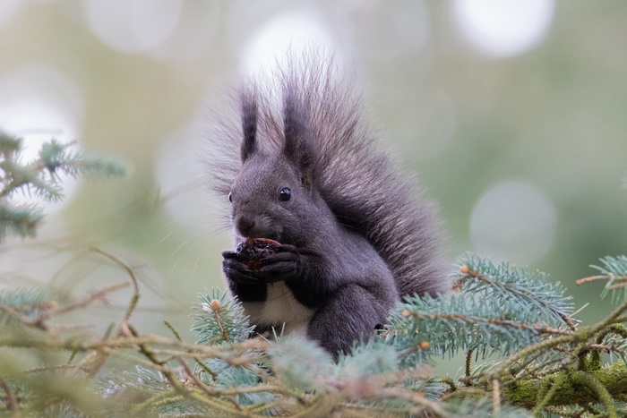 Dark Squirrel Eating a Nut on a Pine Tree