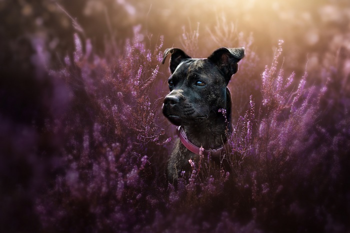 Brindle Bull Terrier in Heather Field