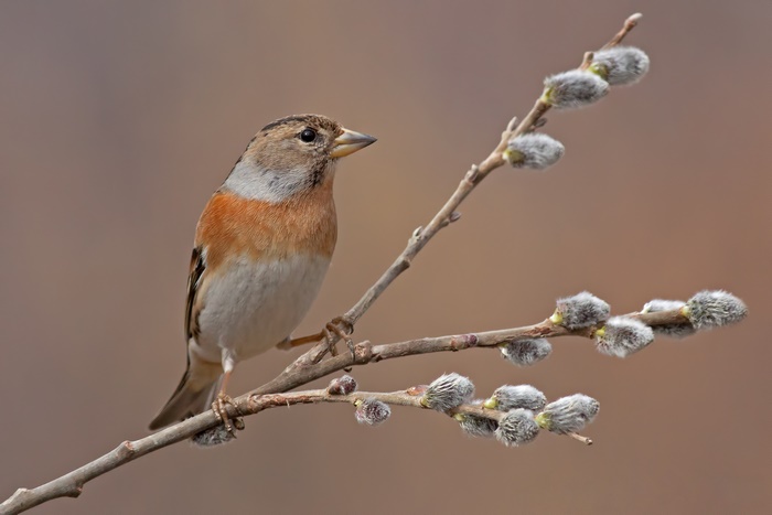 Brambling bird perched on a willow branch