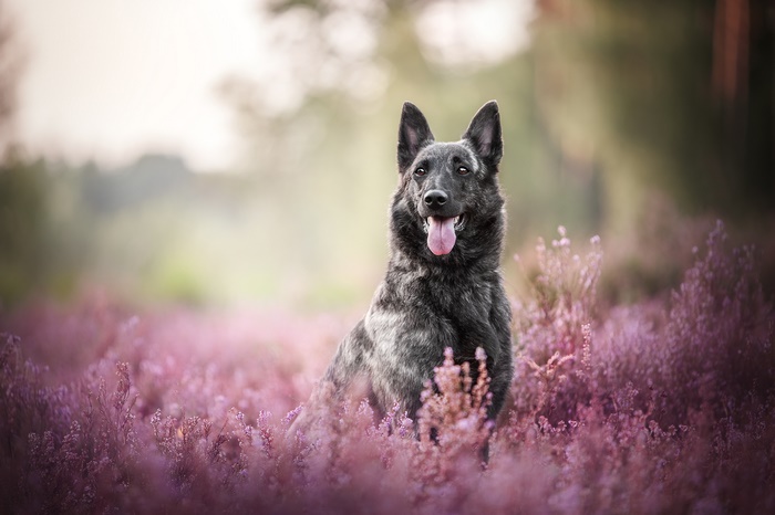 Brindle Dutch Shepherd dog sitting in a field of purple flowers