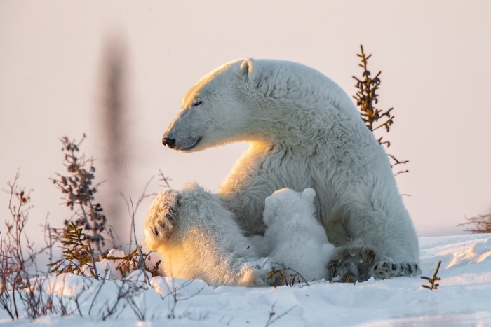 Polar Bear with Cub in Snow