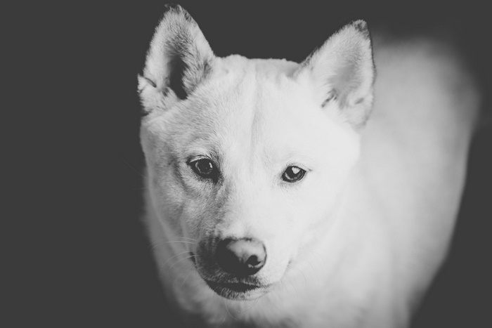 Monochrome portrait of a Shiba Inu dog