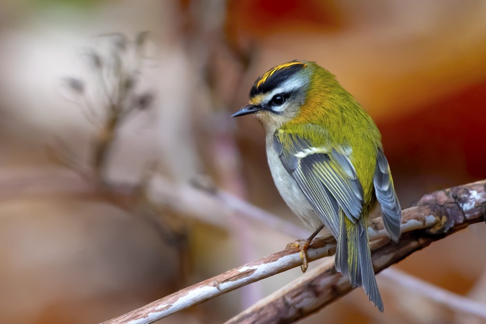 Firecrest bird perched on a branch