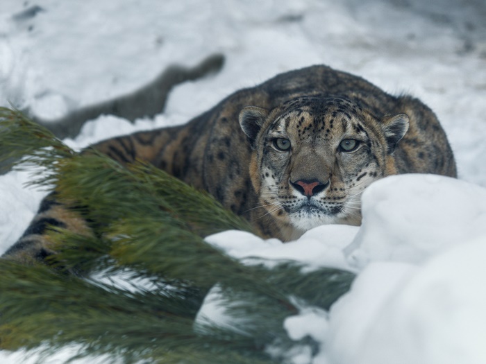 Snow Leopard in Snowy Environment