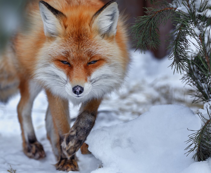 Red fox walking in the snow