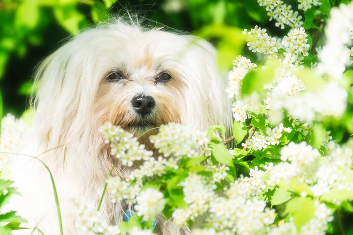 White Havanese dog among white flowers