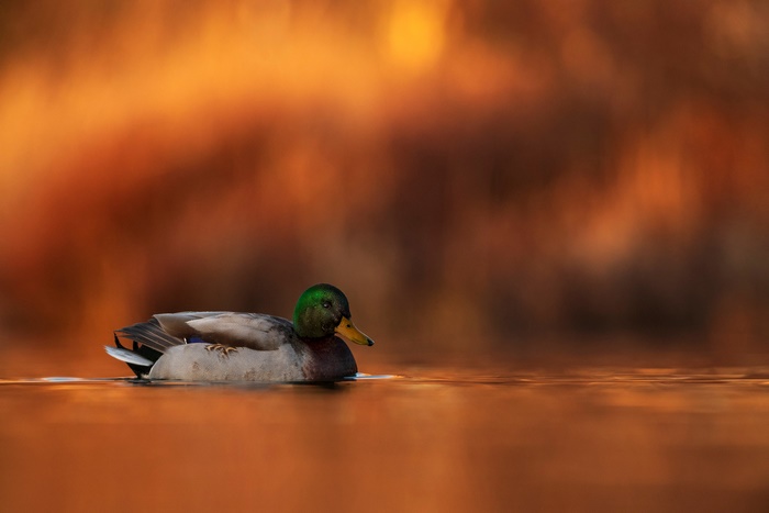 Mallard duck swimming on water with blurred background