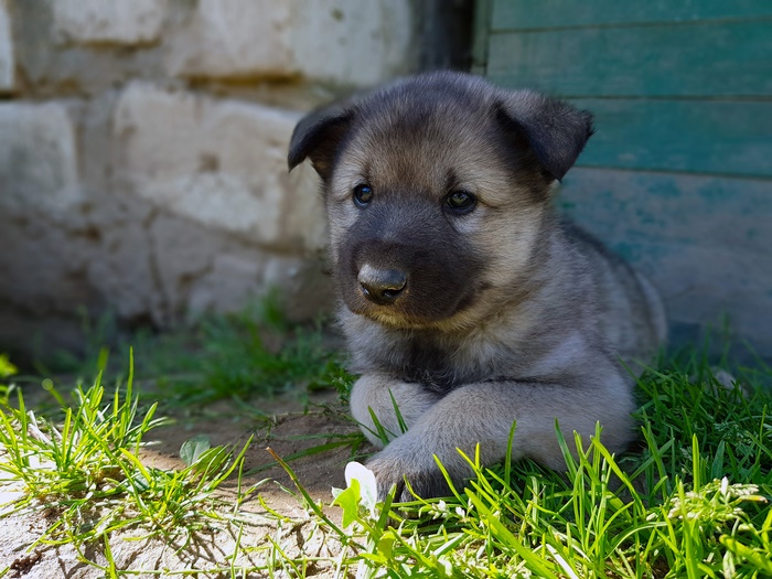 Puppy 4K
