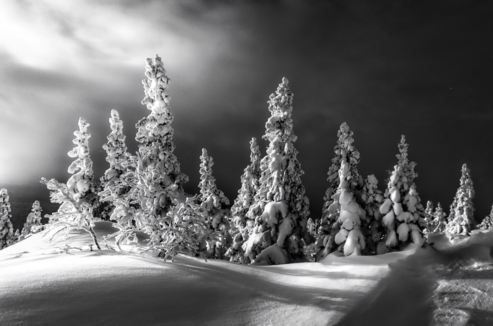 Black and white photography of snow-covered trees in winter