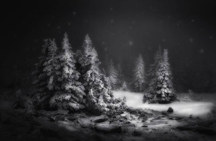 Snow-covered trees in a dark forest at night