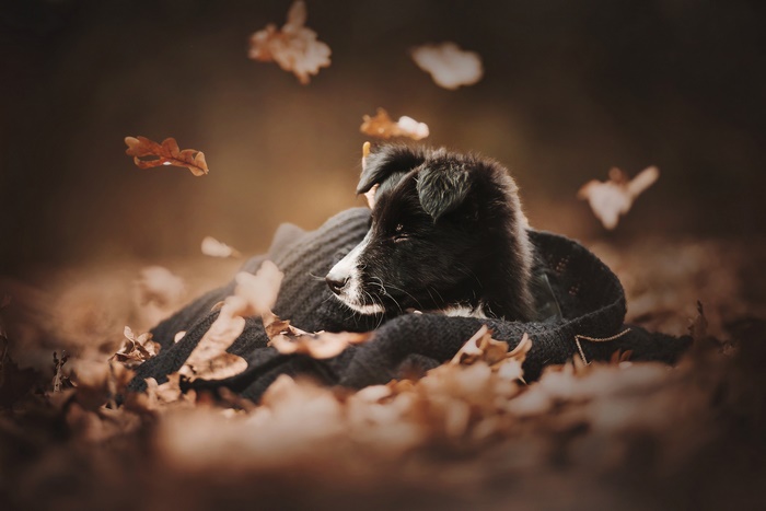 Puppy resting on a blanket in autumn leaves