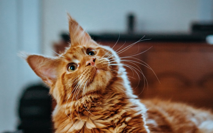 Orange Maine Coon Cat Looking Up
