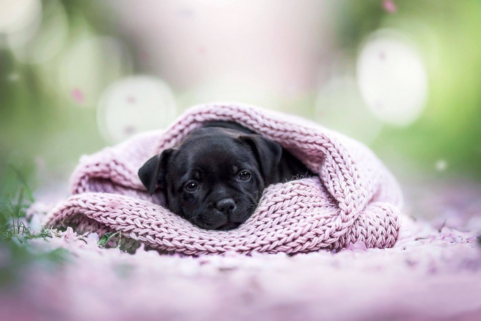 Black puppy wrapped in a pink blanket