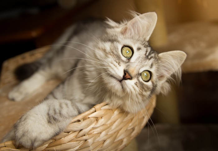 Silver tabby kitten in a wicker basket