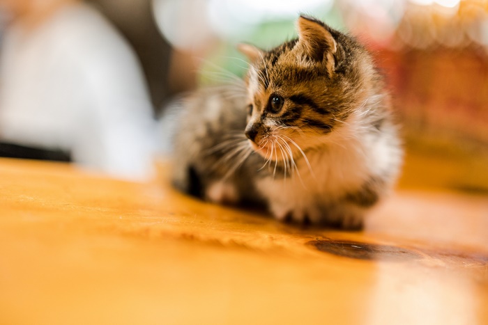 A small tabby kitten sits on a wooden surface