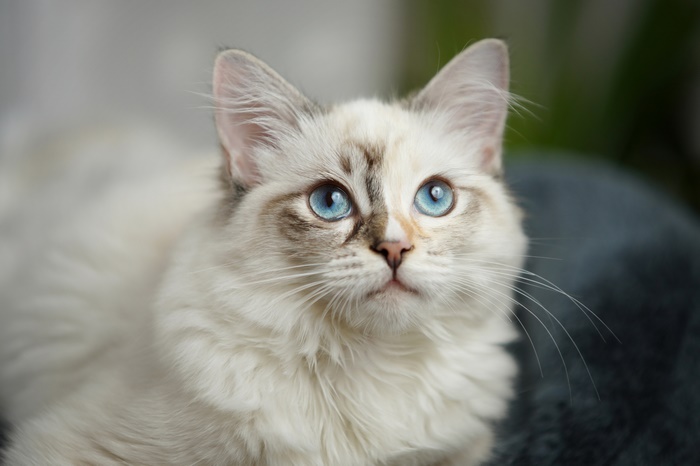 Fluffy cat with blue eyes