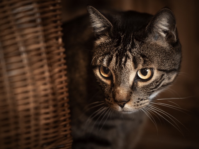 Tabby cat peeking from behind a wicker basket